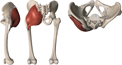 treino para gluteos